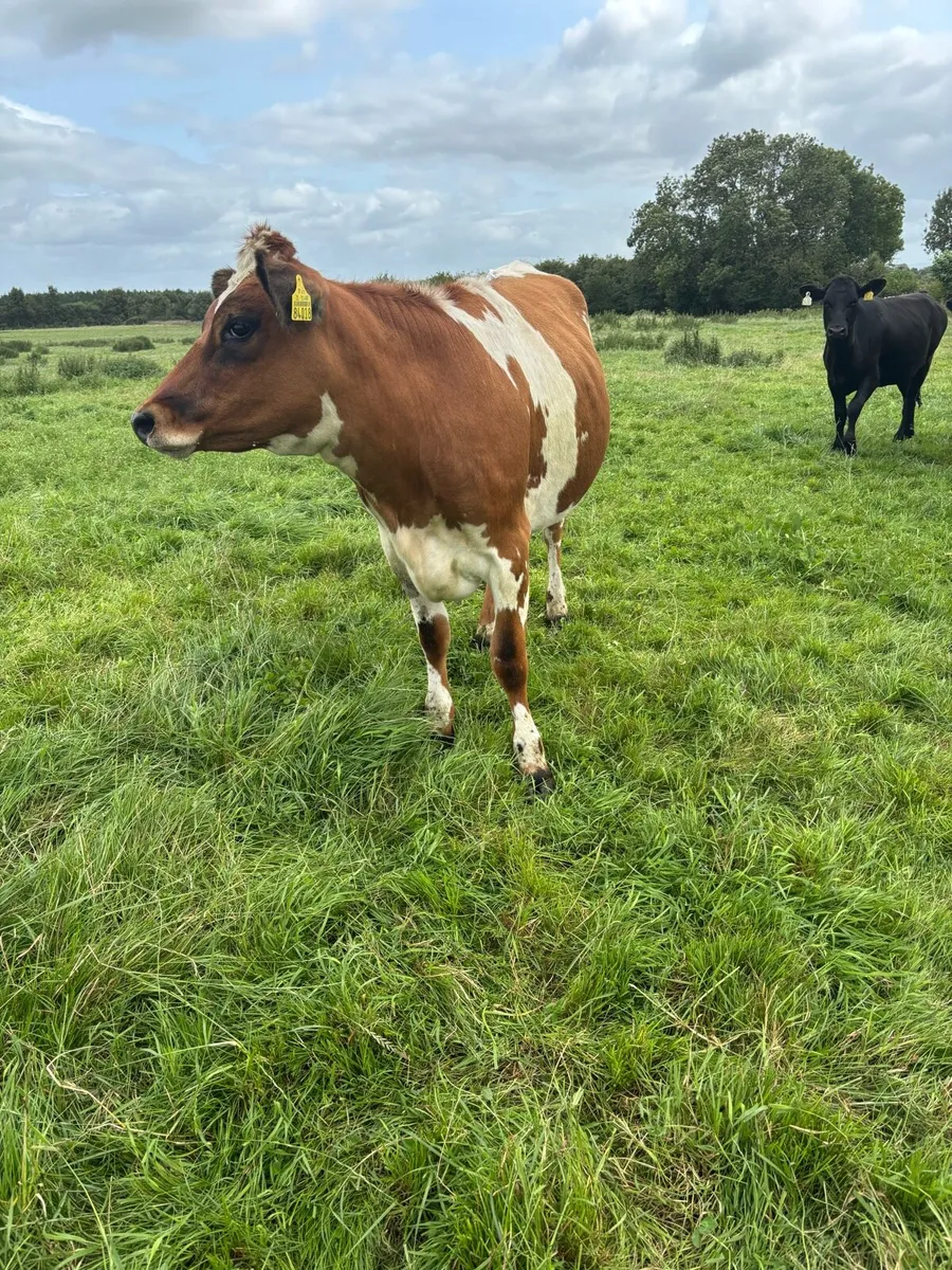45 Incalf Heifers - Image 3