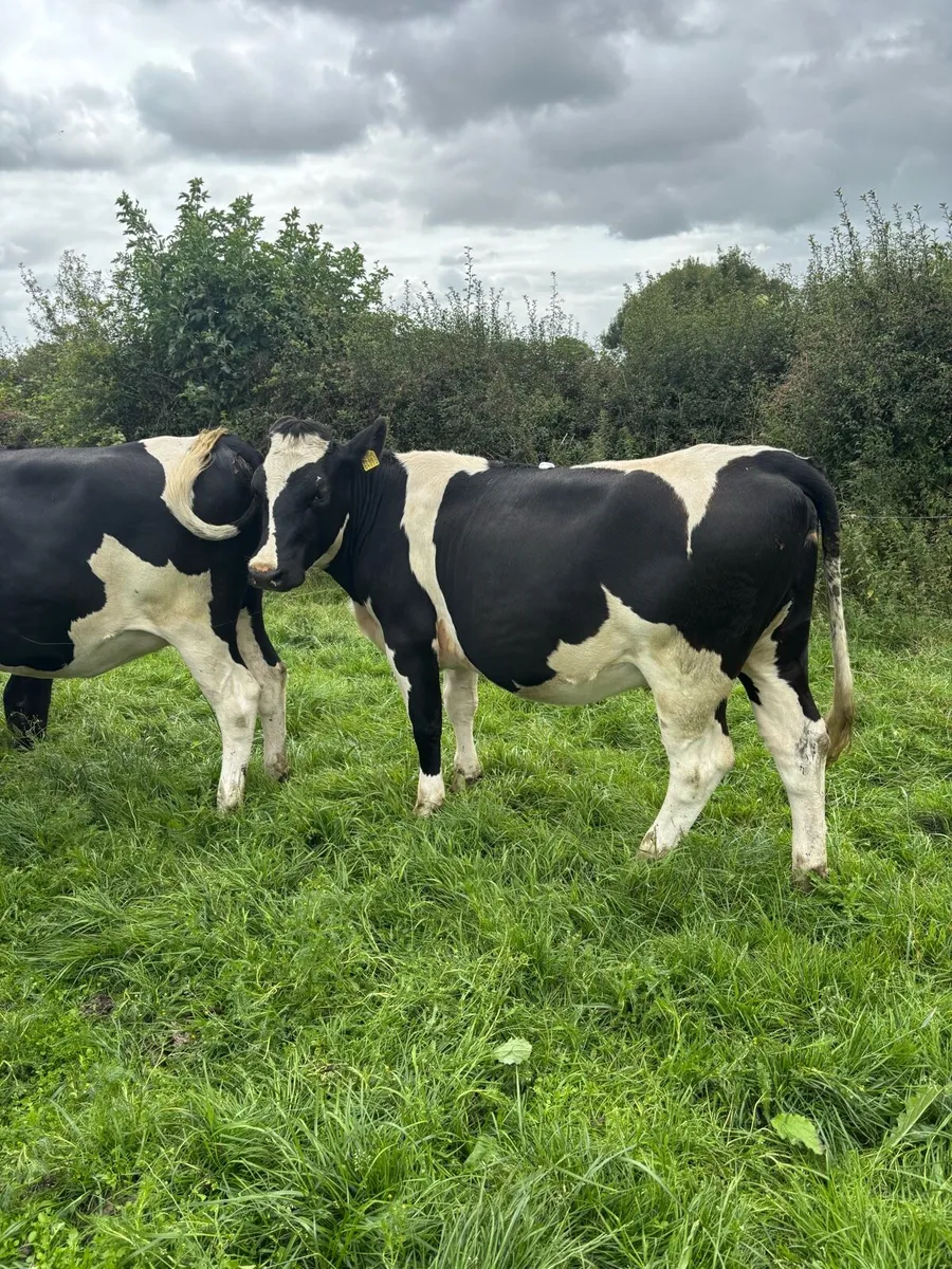 45 Incalf Heifers - Image 4