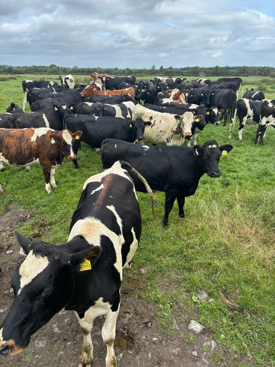 45 Incalf Heifers - Image 1