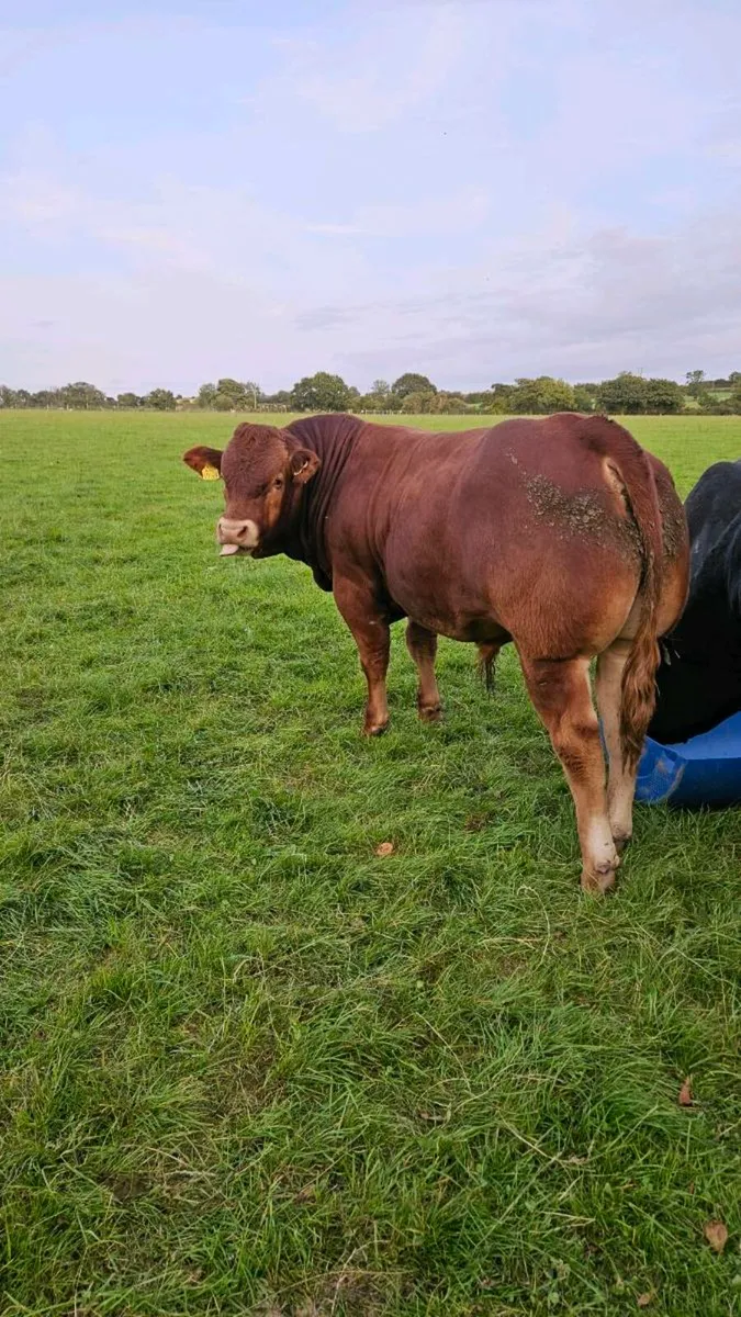 Weanling Bulls - Image 1