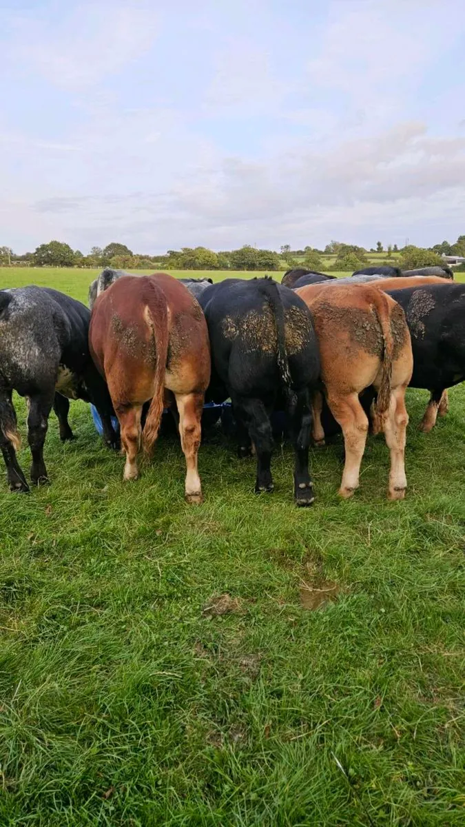 Weanling Bulls - Image 2