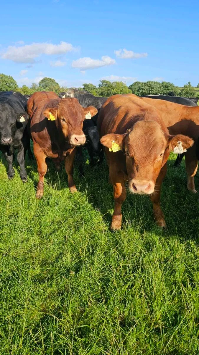 Weanling Bulls - Image 3