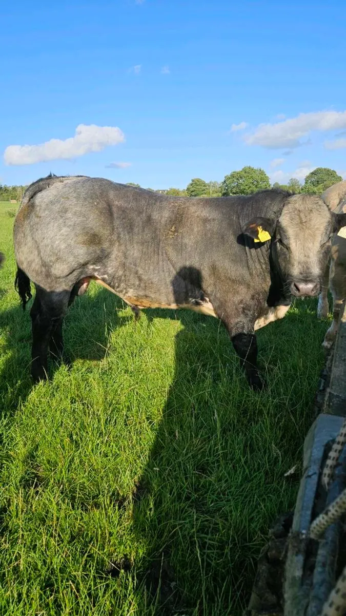 Weanling Bulls - Image 4