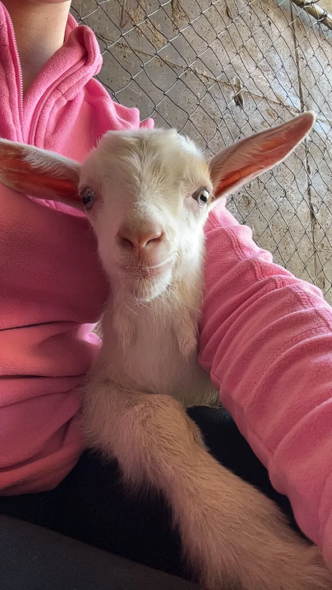 Pet goats - Image 1