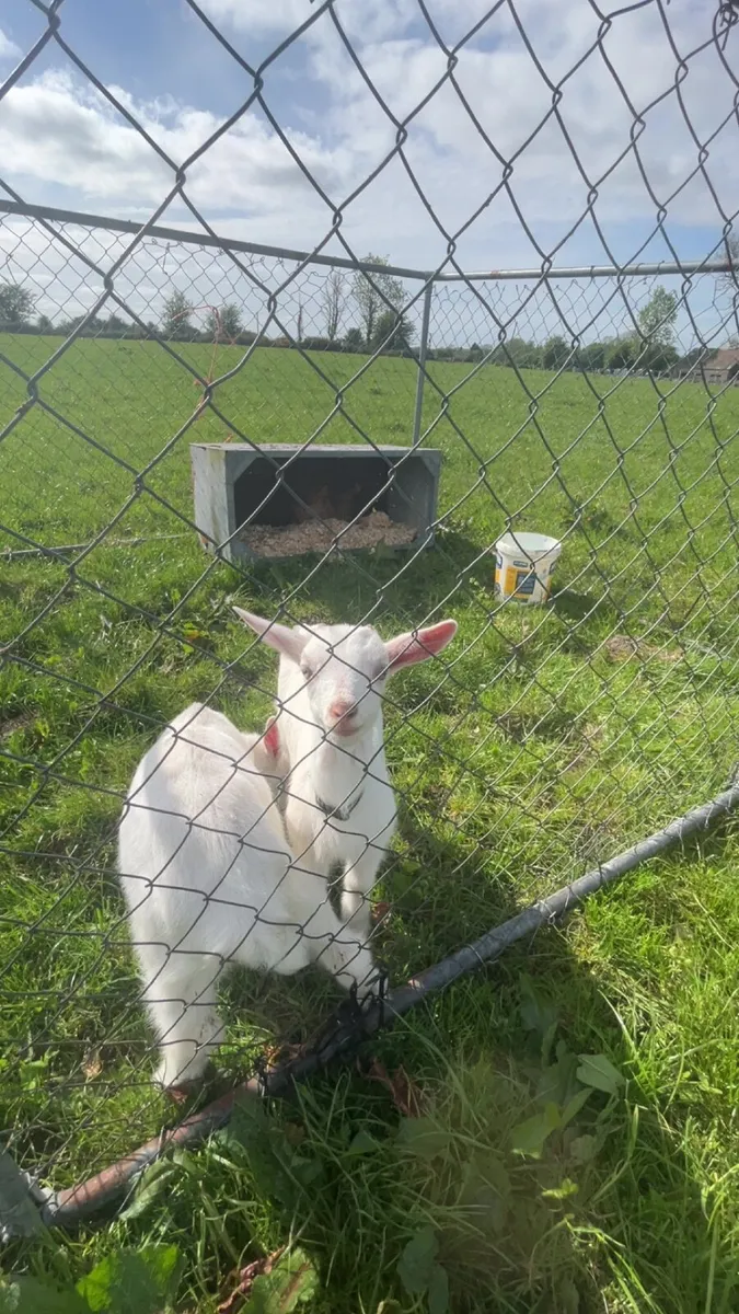Pet goats - Image 2