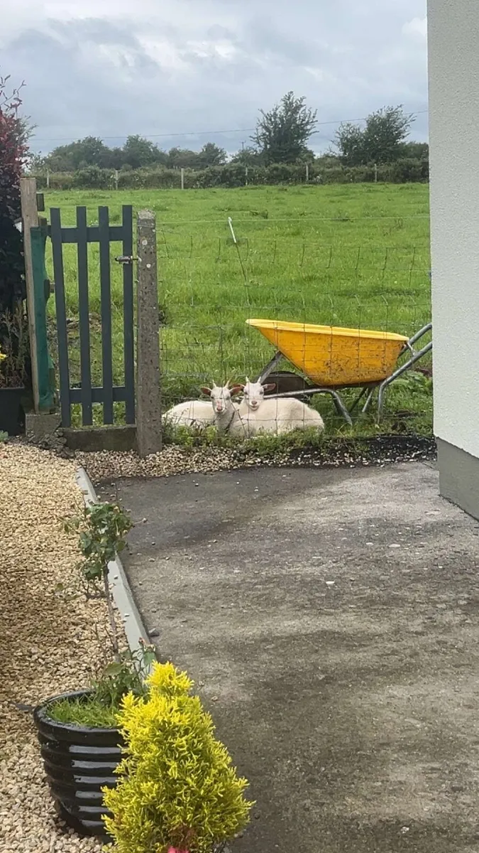 Pet goats - Image 3