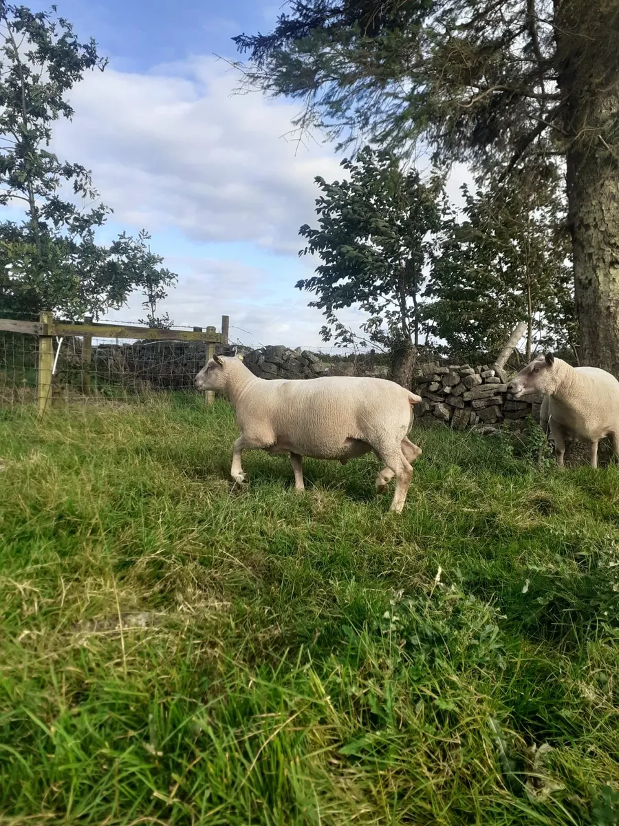 Charollais Hogget Ram - Image 1