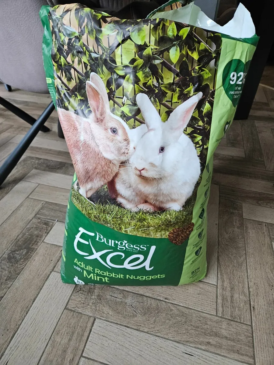 Rabbit - Image 1