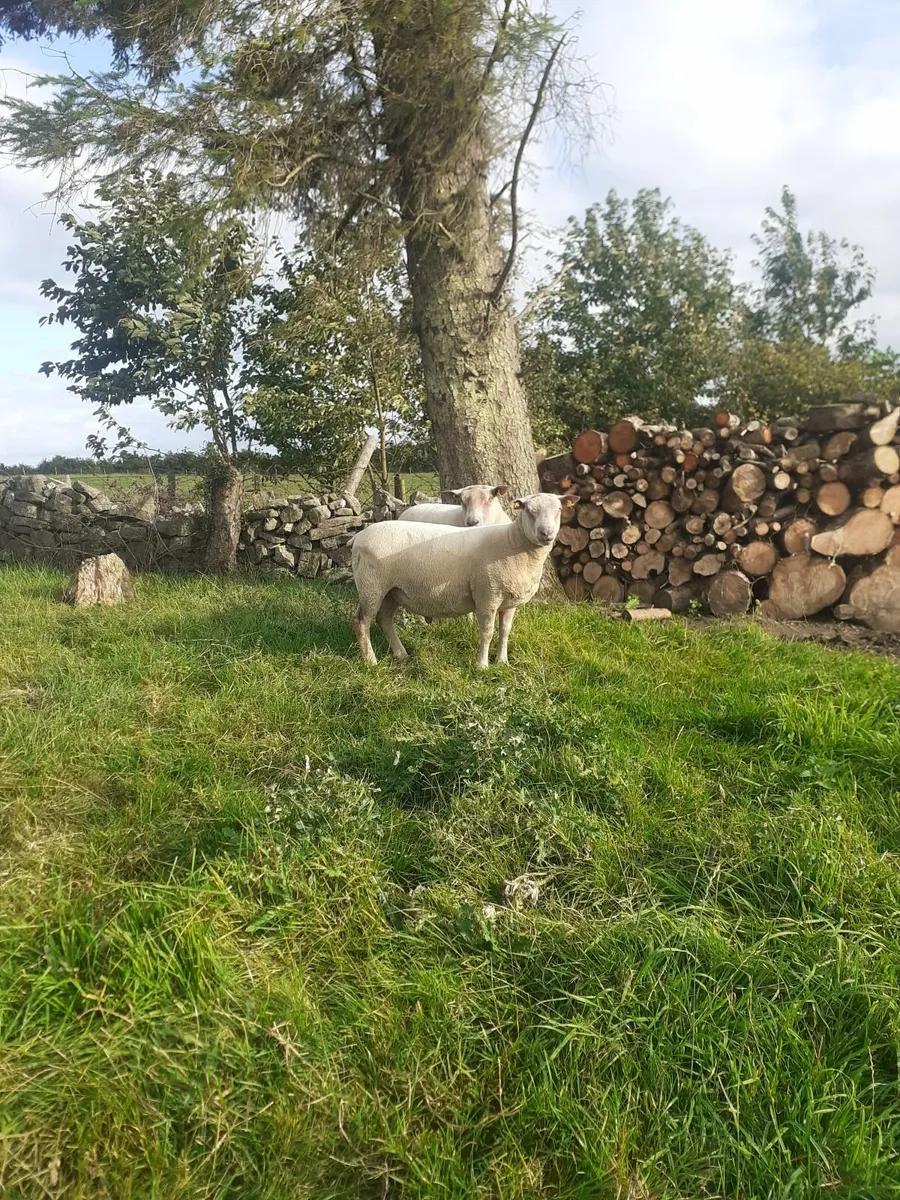 Charollais Hogget Ram - Image 2