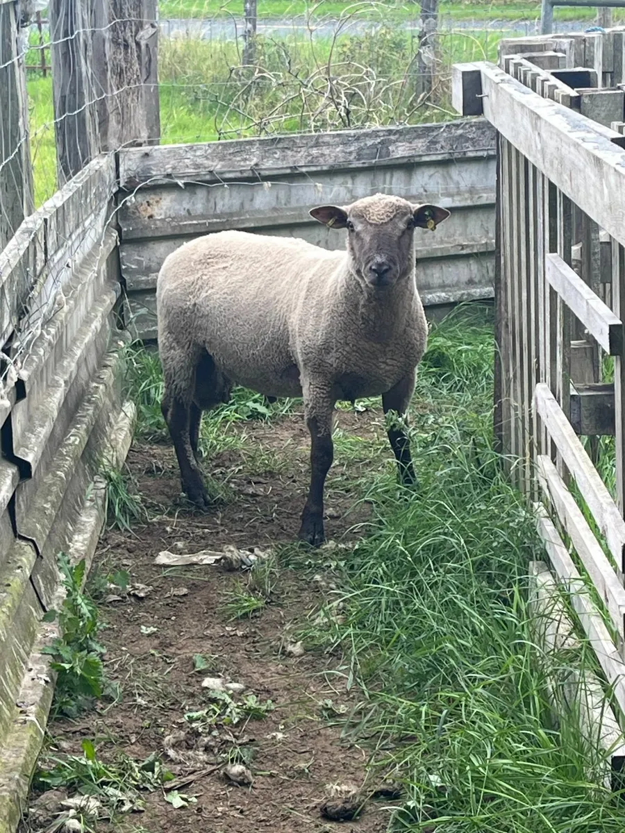 Pedigree Vendeen Hogget Ram - Image 2