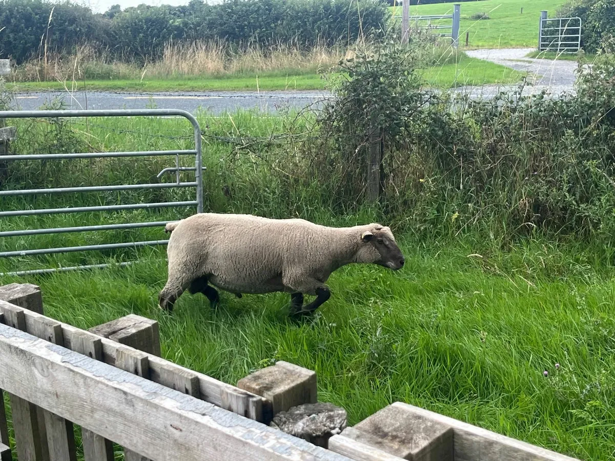 Pedigree Vendeen Hogget Ram - Image 1