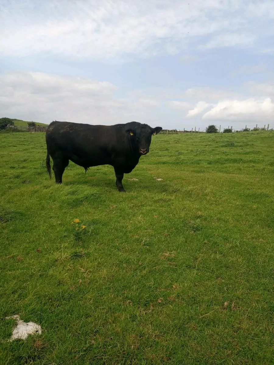 Pedigree Aberdeen Angus Stock - Image 1