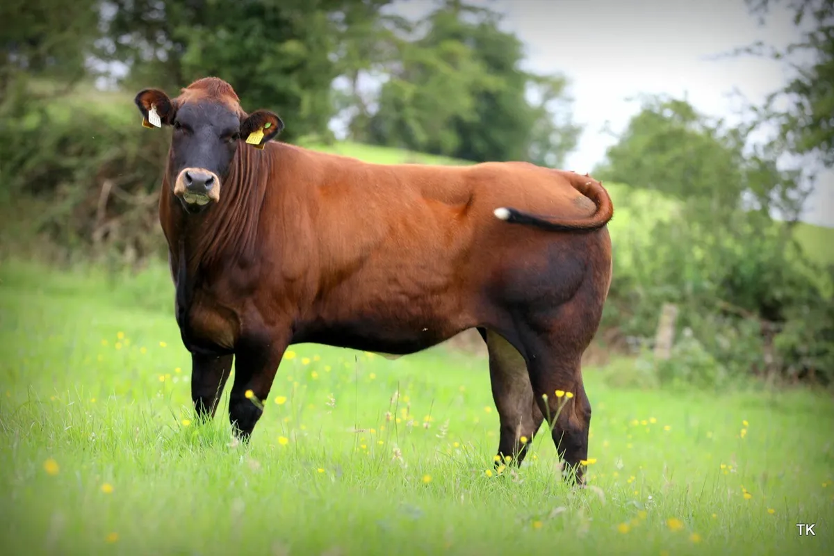 Donation enters you into draw for 5* Heifer - Image 1