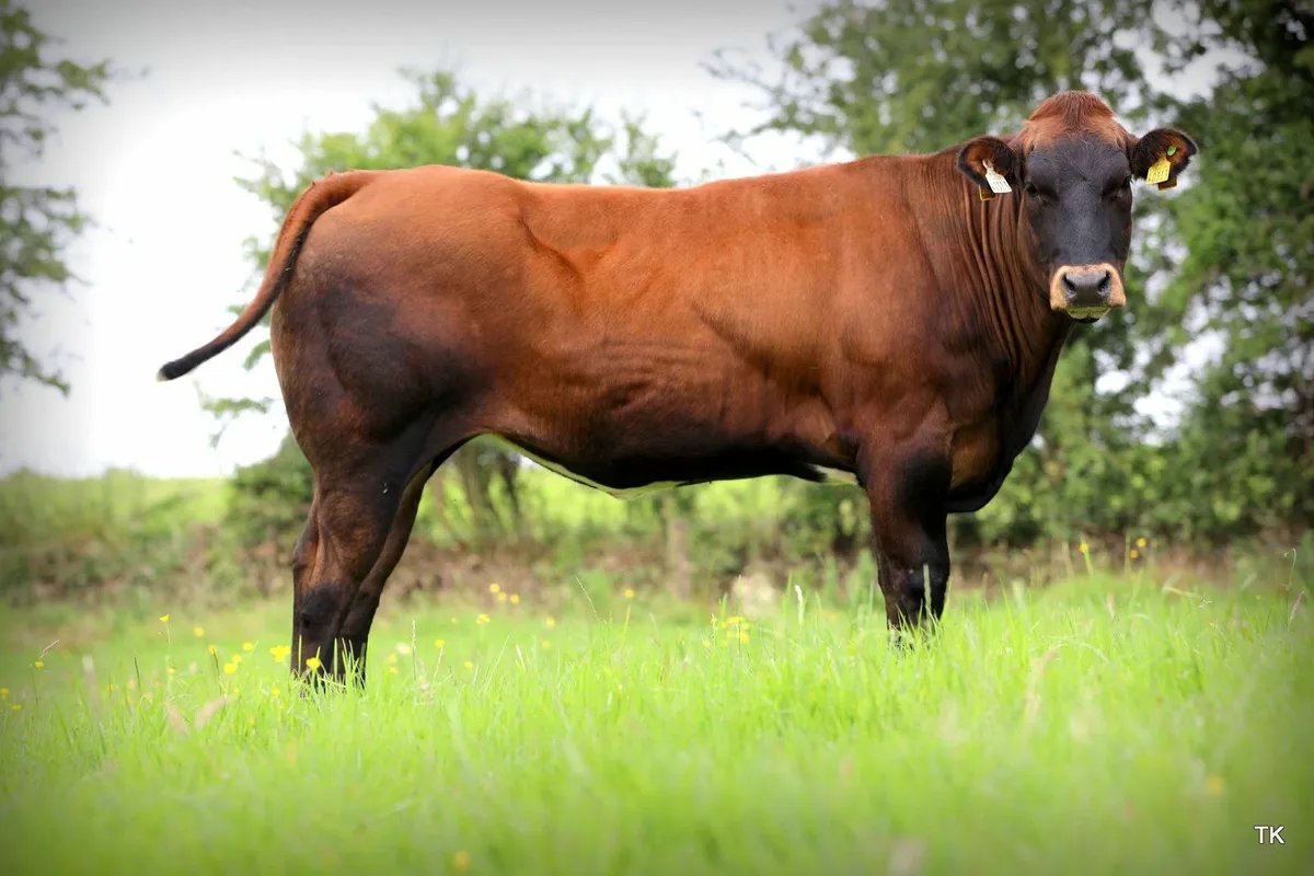 Donation enters you into draw for 5* Heifer - Image 2