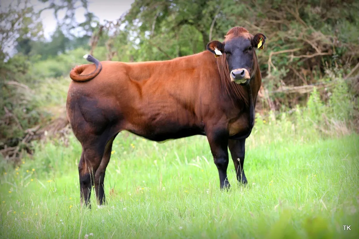 Donation enters you into draw for 5* Heifer - Image 3