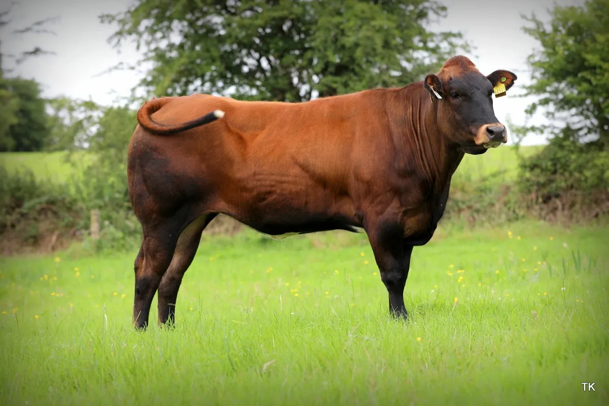 Donation enters you into draw for 5* Heifer - Image 4