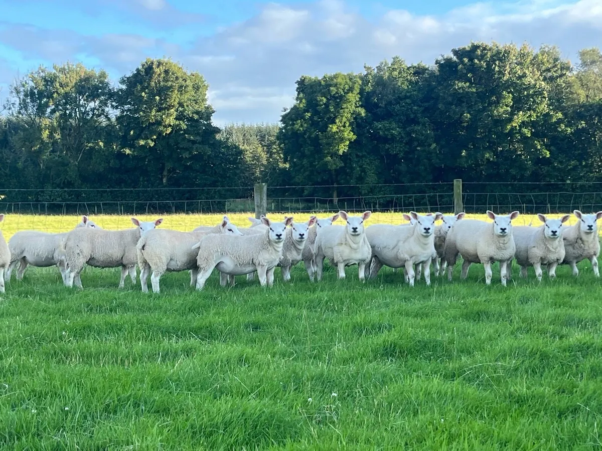 Quality Texel Pedigree Ewe Lambs - Image 3