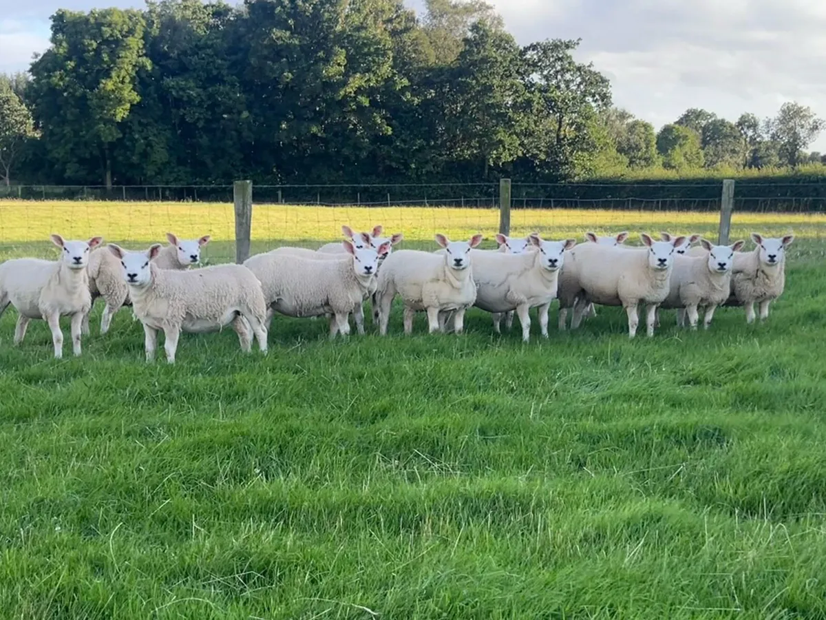 Quality Texel Pedigree Ewe Lambs - Image 4
