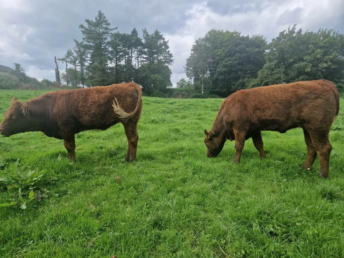 2 Saler Breeding Heifers 5 star - Image 2