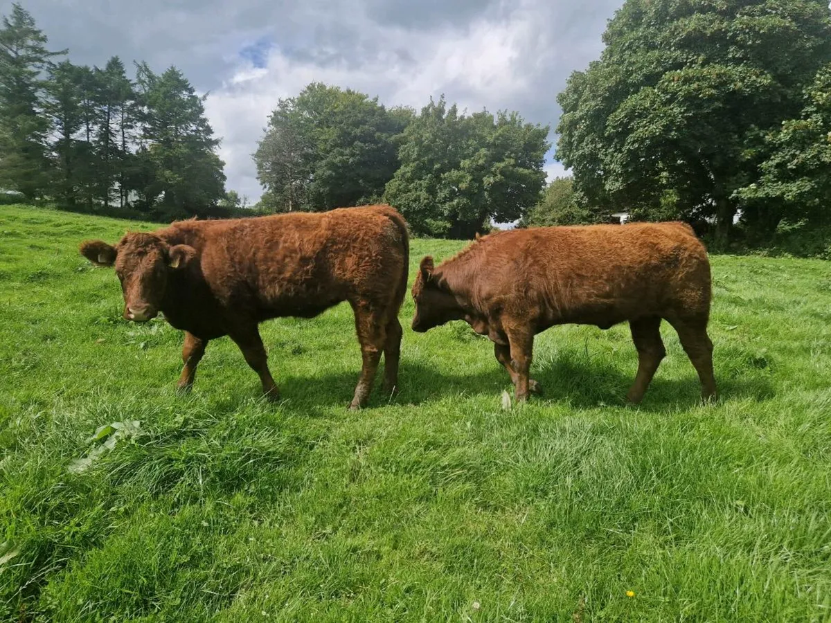 2 Saler Breeding Heifers 5 star - Image 3