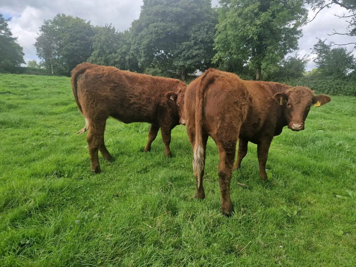 2 Saler Breeding Heifers 5 star - Image 1