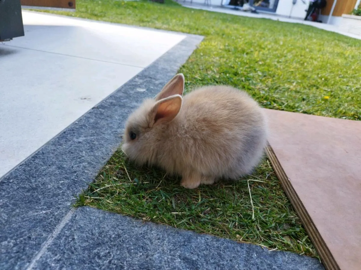 Baby Rabbits - Image 1