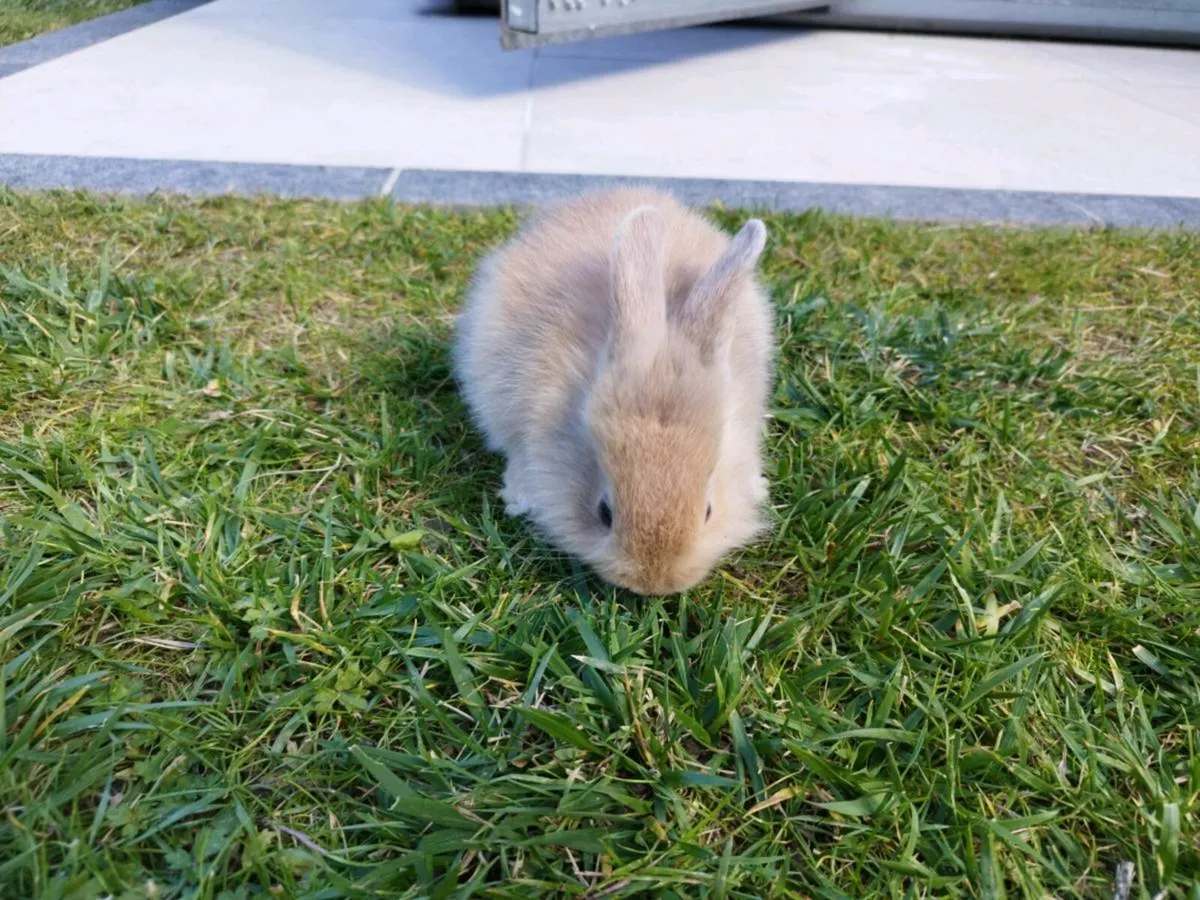 Baby Rabbits - Image 2