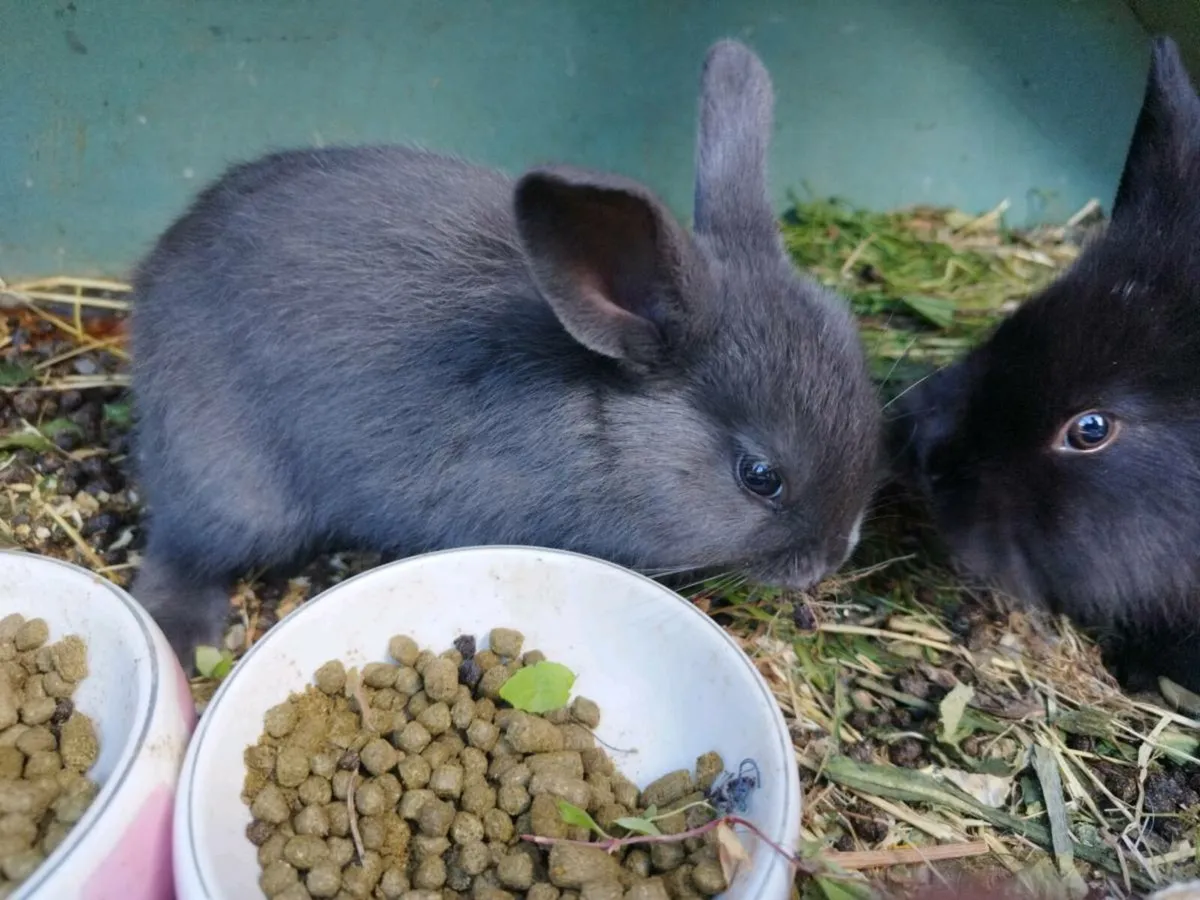 Baby Rabbits - Image 3