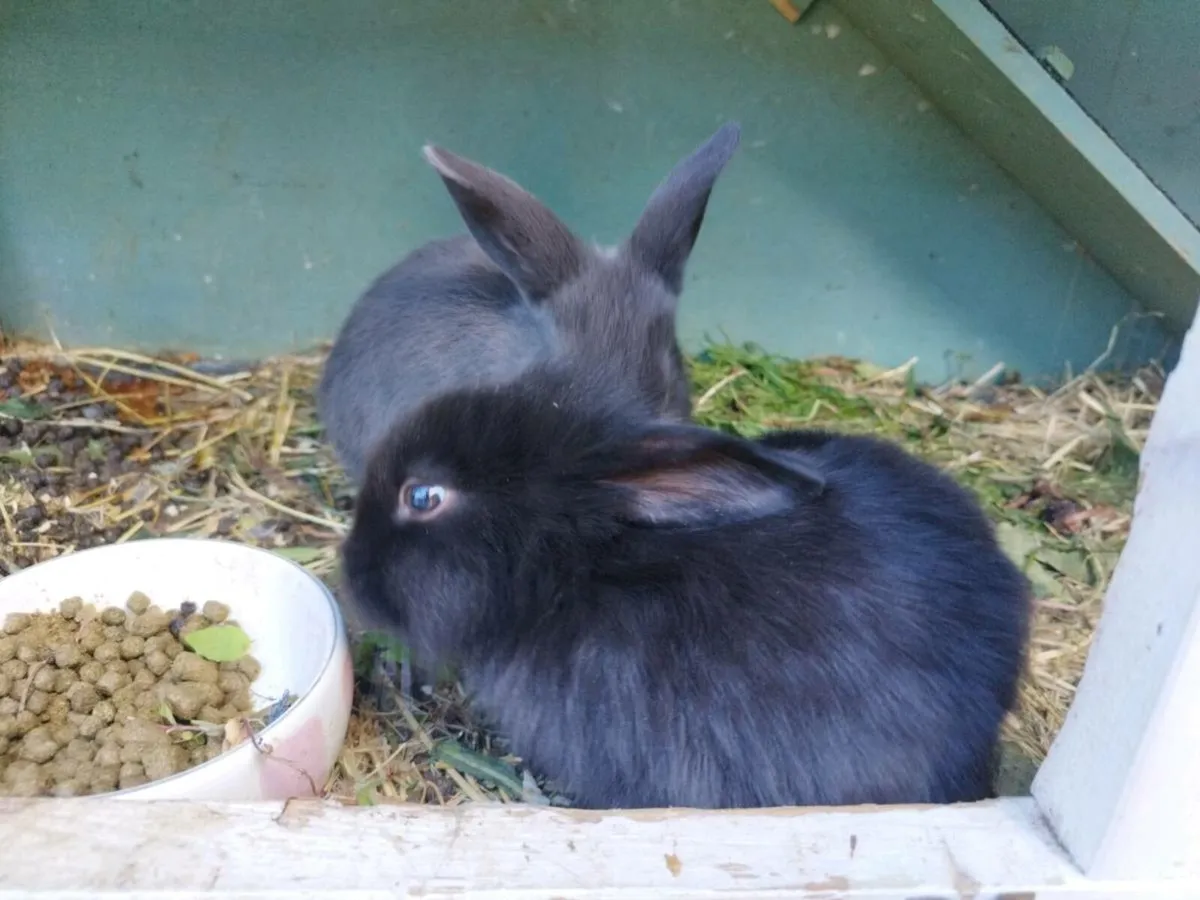 Baby Rabbits - Image 4