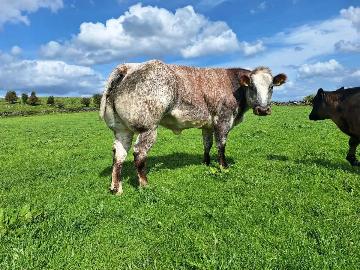 Roan  cow for sale - Image 1