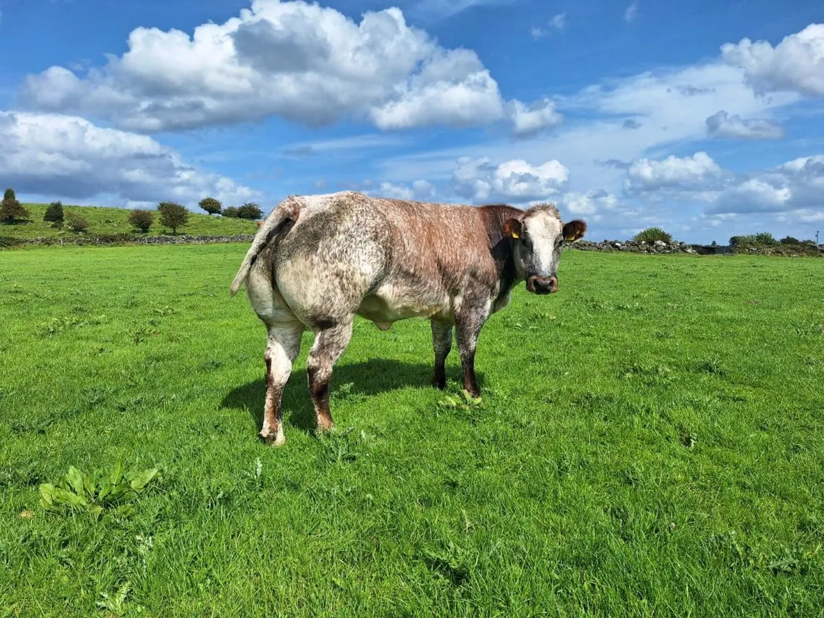Roan  cow for sale - Image 2