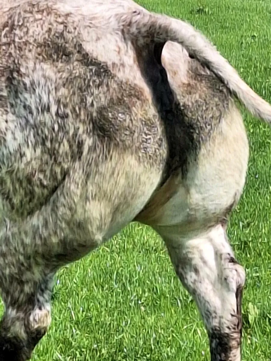 Roan  cow for sale - Image 3