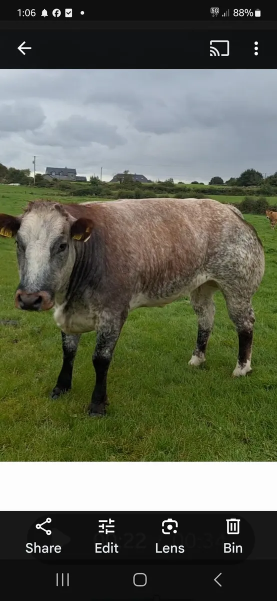 Roan  cow for sale - Image 4