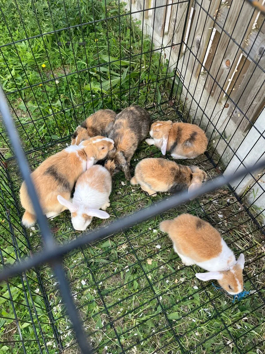 Rabbits mini Holland lop - Image 1