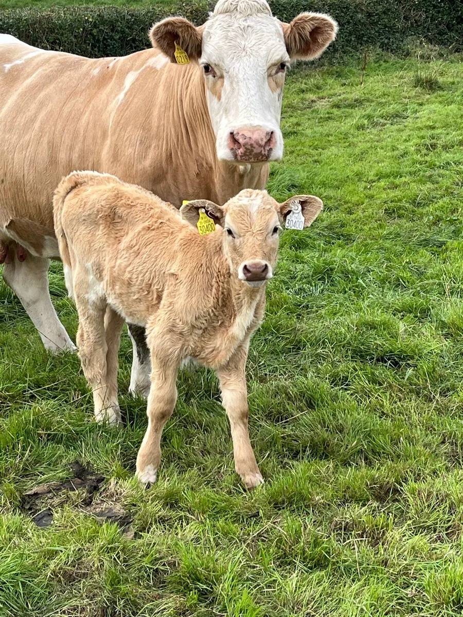 Calf