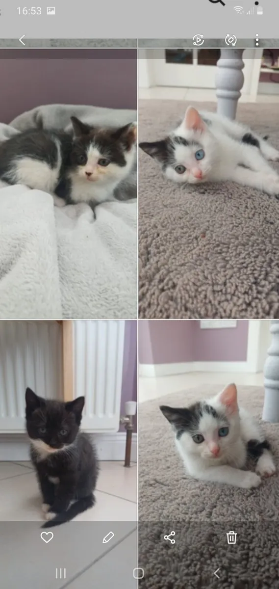 Free to good home.  2 beautiful kittens - Image 3