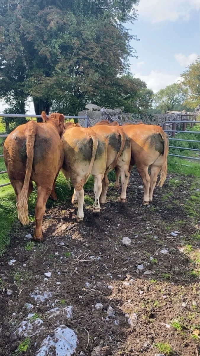 Heifers for Ballinasloe Mart 13th August - Image 1