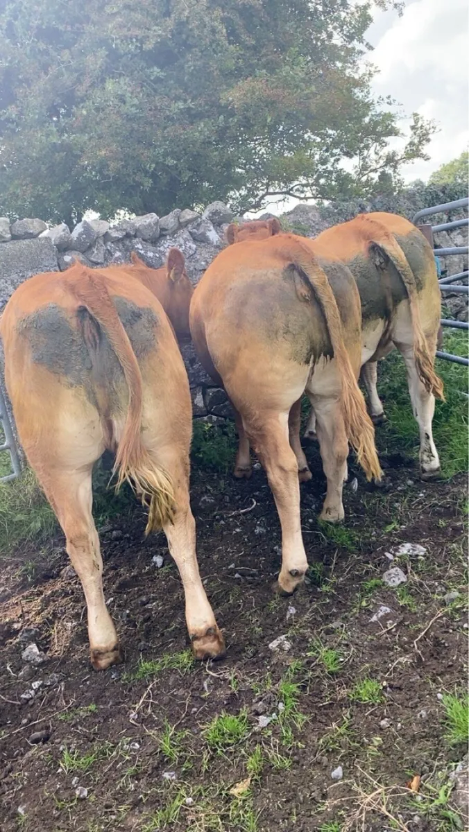 Heifers for Ballinasloe Mart 13th August - Image 2