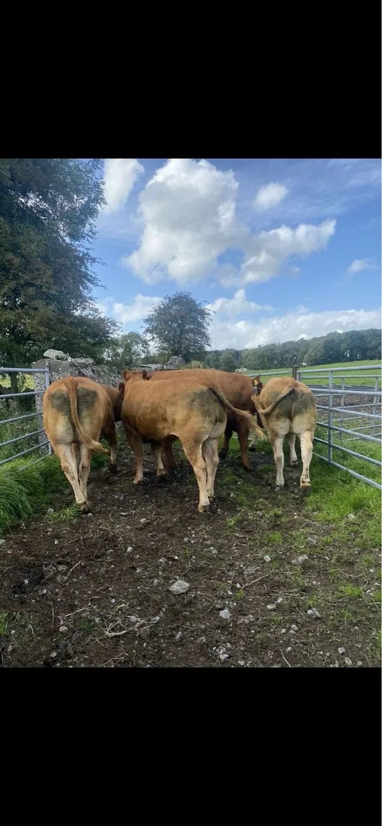 Heifers for Ballinasloe Mart 13th August - Image 3