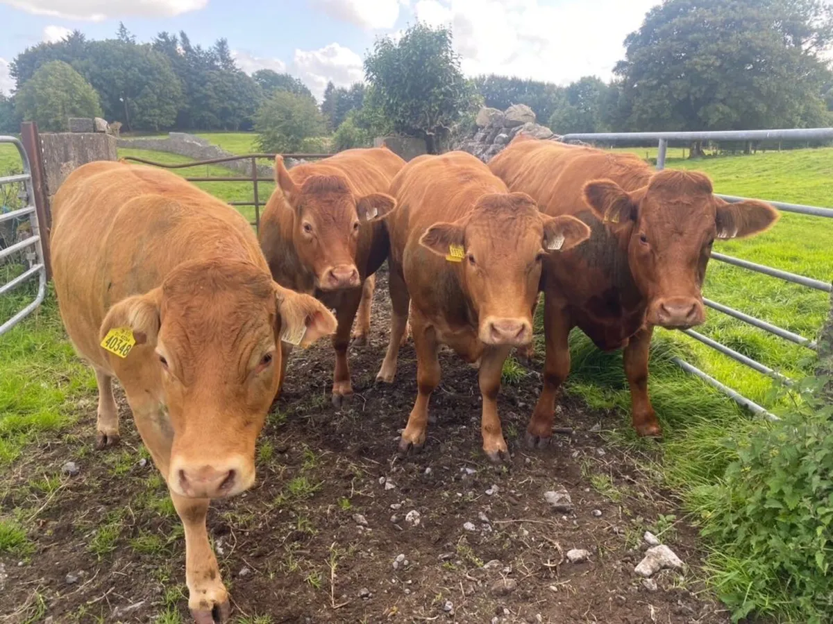 Heifers for Ballinasloe Mart 13th August - Image 4