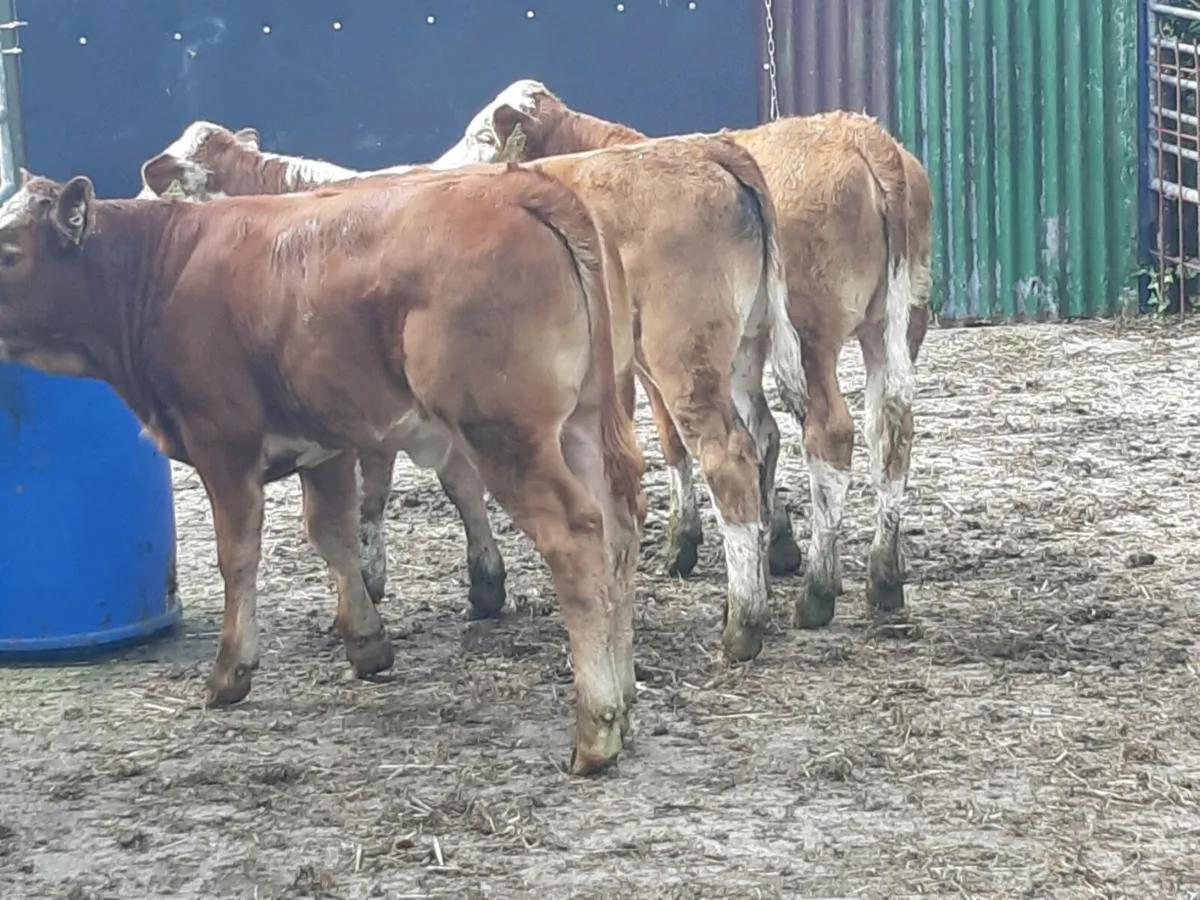 COW MAKERS CARRICKGALLAN MART TO MOR - Image 1