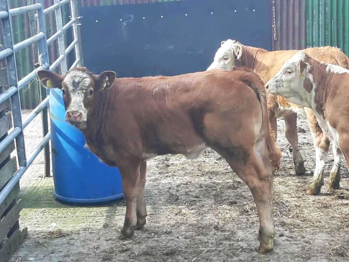 COW MAKERS CARRICKGALLAN MART TO MOR - Image 2