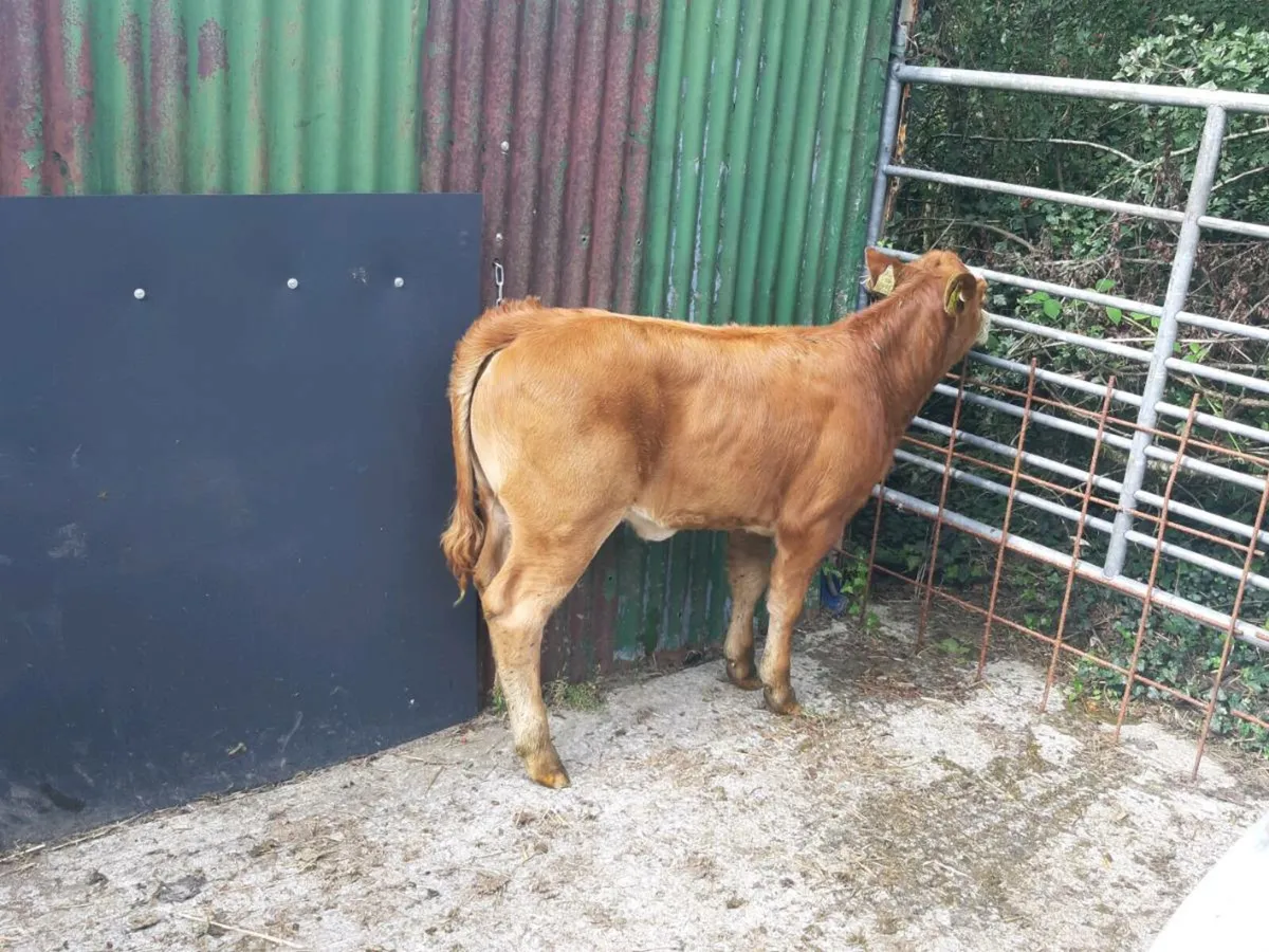 COW MAKERS CARRICKGALLAN MART TO MOR - Image 4