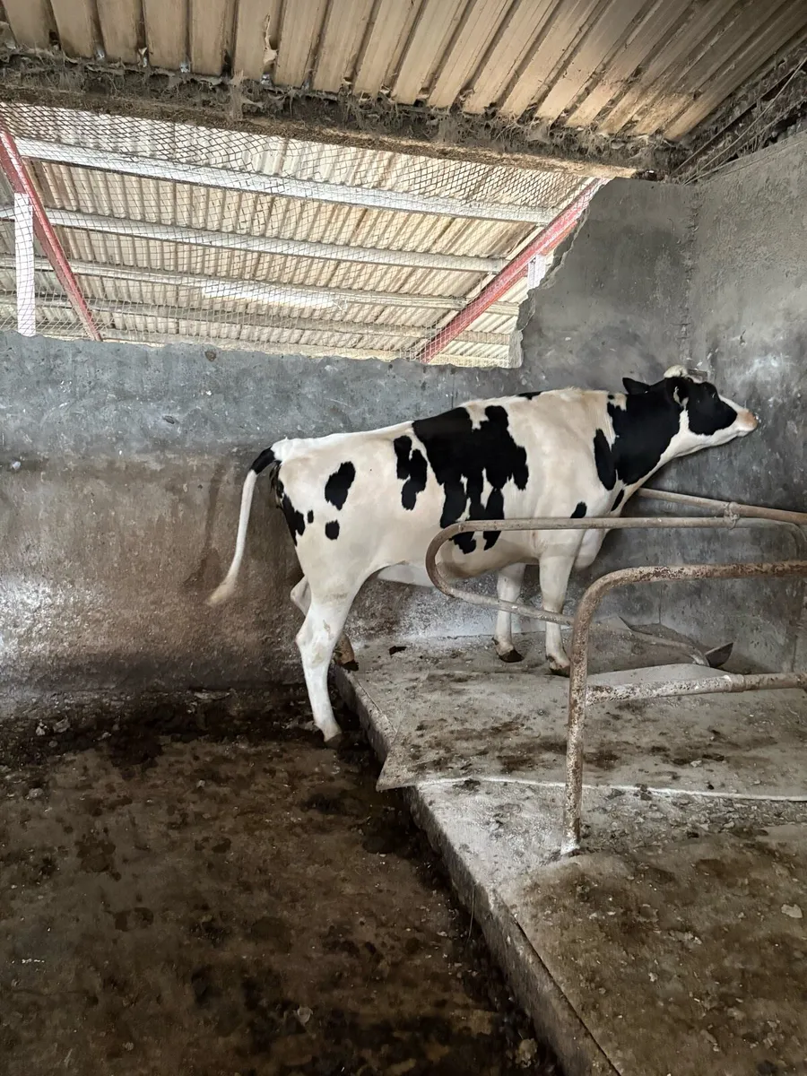 Fr Heifers - Image 1