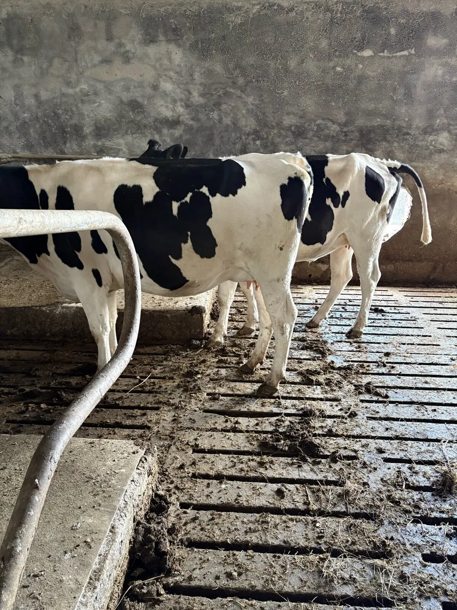 Fr Heifers - Image 2