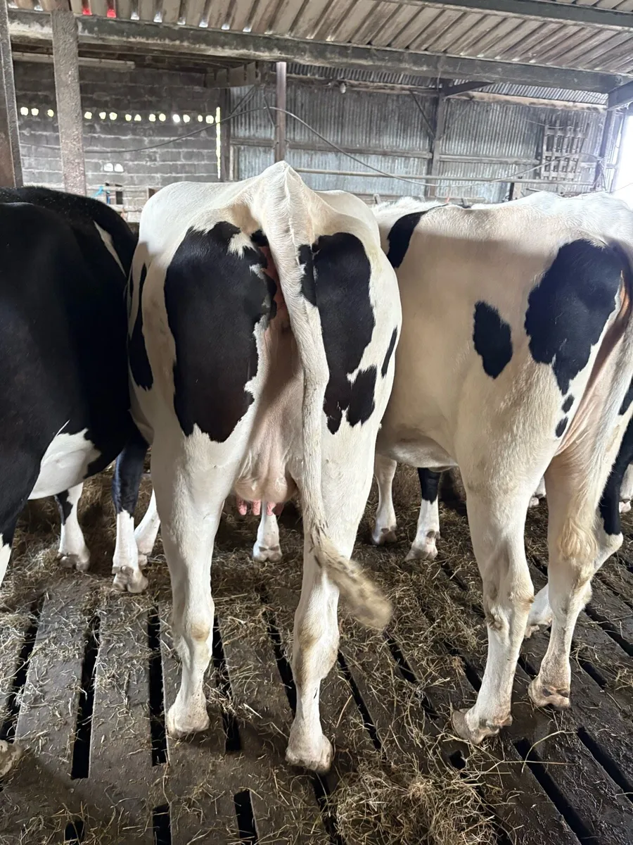 Fr Heifers - Image 3