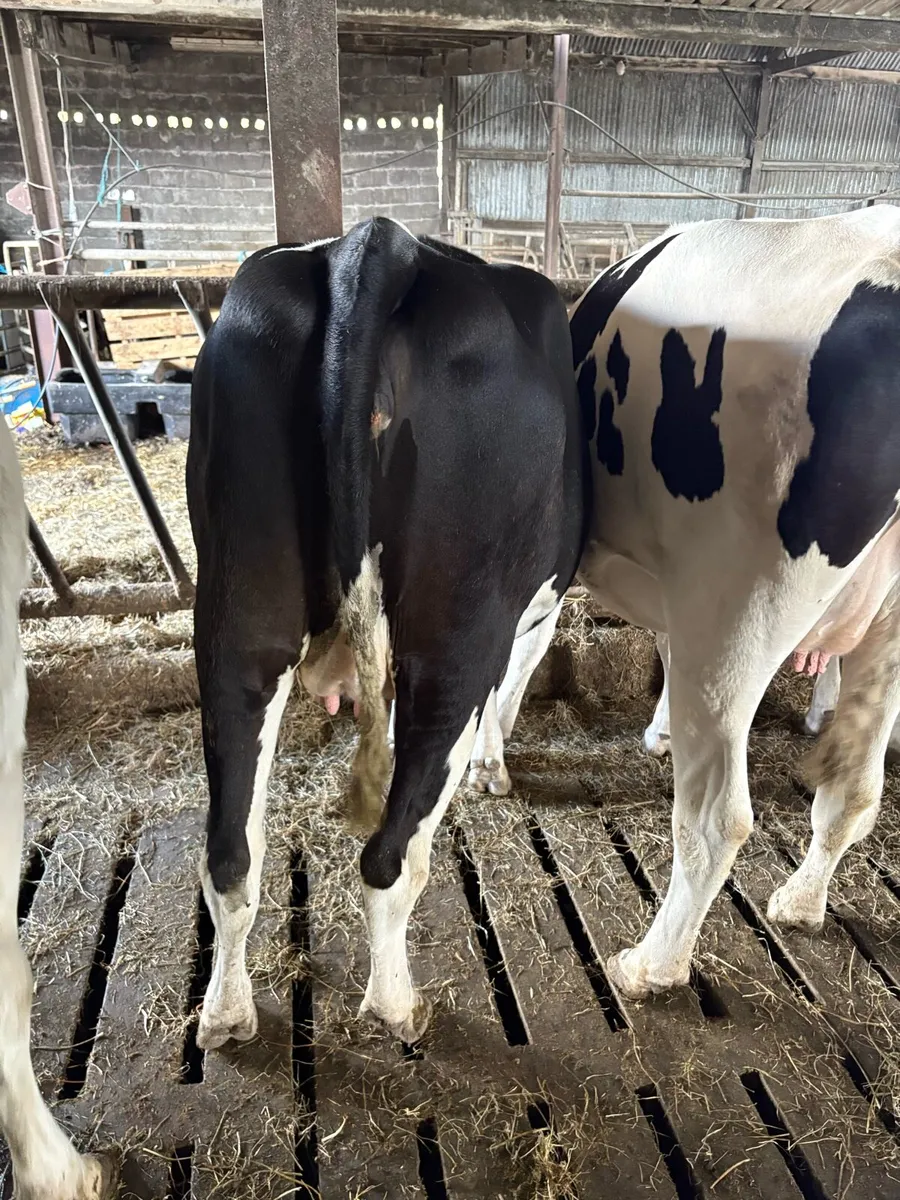 Fr Heifers - Image 4