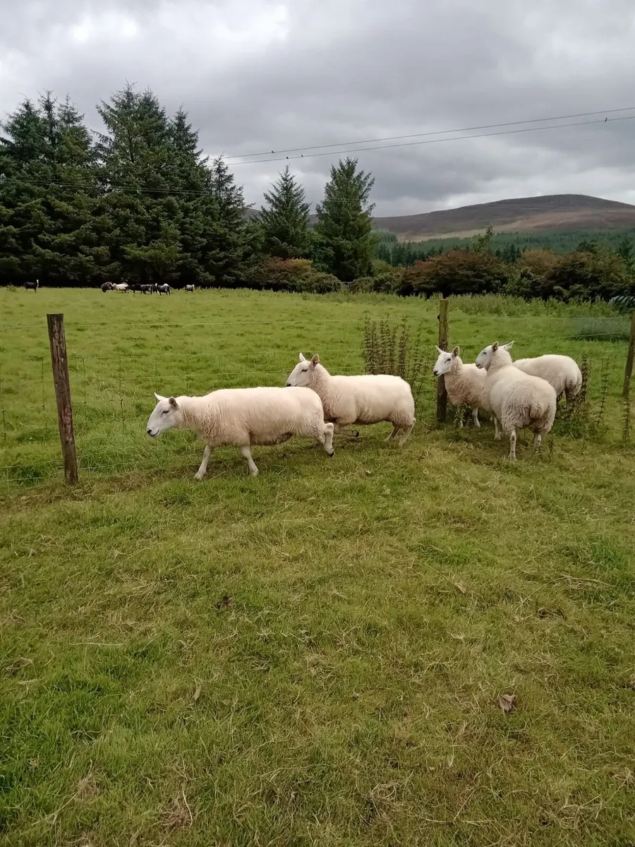 5 quality Cheviot x hoggets - Image 3