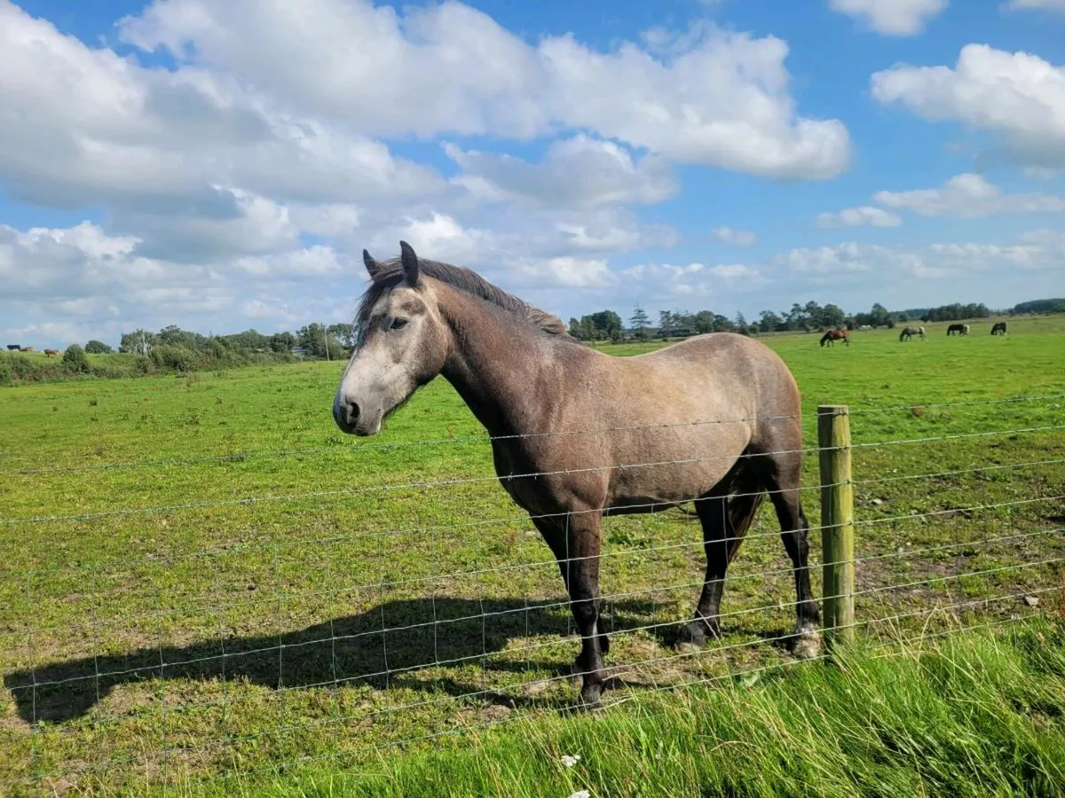 Gelding - Image 1