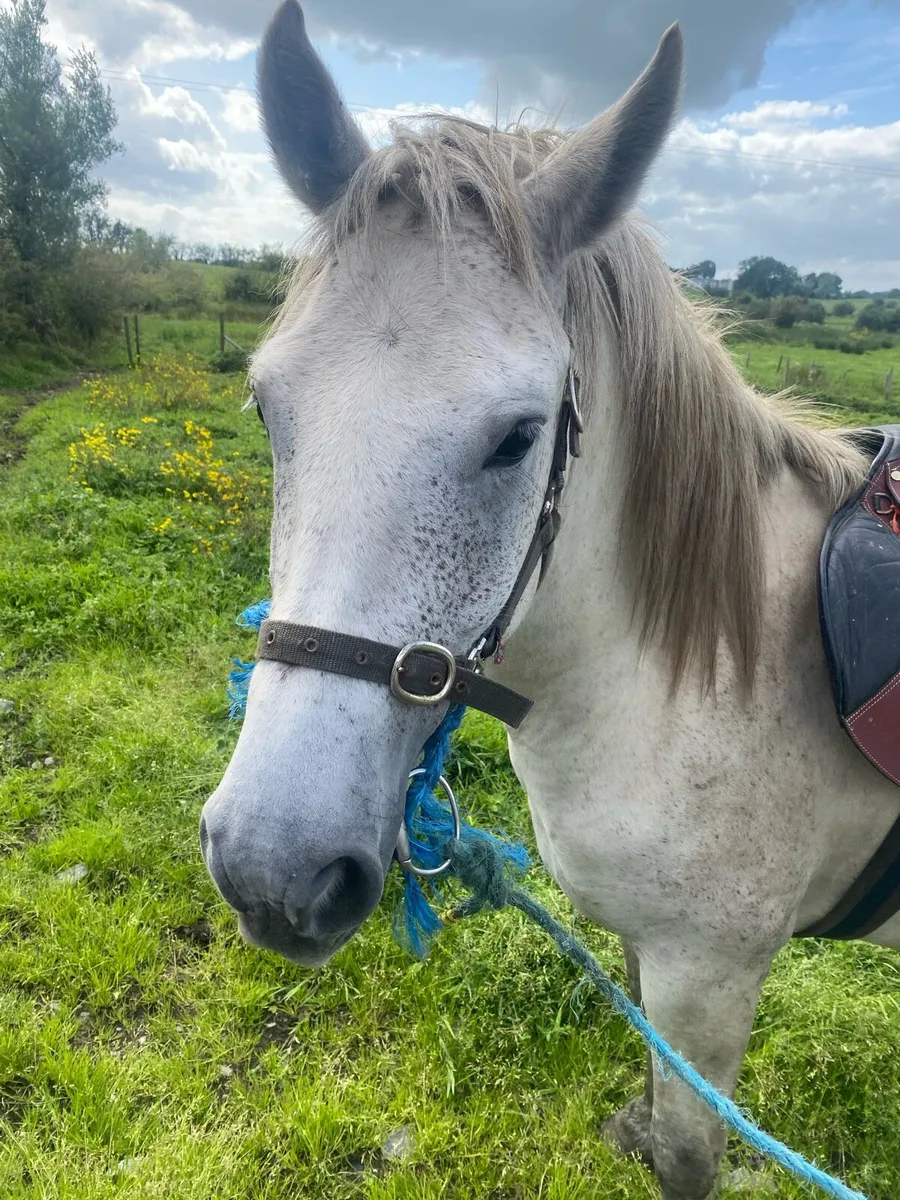 Connemara pony - Image 1